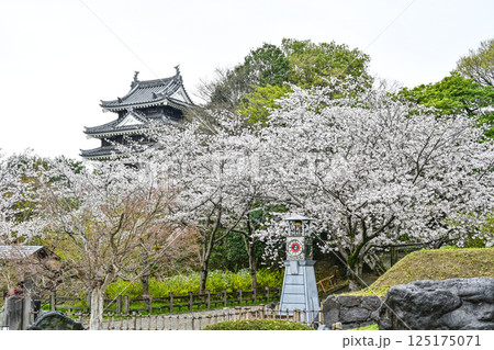 西尾市歴史公園（4月初旬）　本丸丑寅櫓（ほんまるうしとらやぐら） 125175071