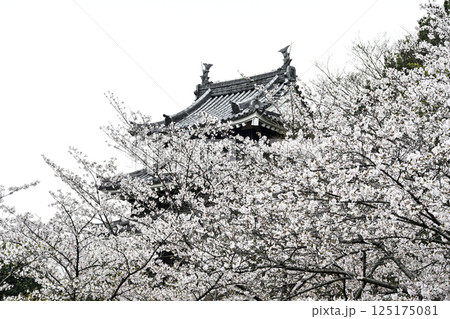 西尾市歴史公園(4月初旬) 本丸丑寅櫓(ほんまるうしとらやぐら) 西尾市歴史公園(4月初旬) 本丸丑寅櫓(ほんまるうしとらやぐら) 125175081