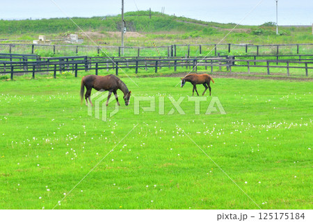 2026年年賀状素材 馬の親子 サラブレッド 牧場風景 サラブレッド銀座 北海道新冠町 2026年年賀状素材 馬の親子 サラブレッド 牧場風景 サラブレッド銀座 北海道新冠町 125175184