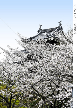 西尾市歴史公園（4月初旬）　本丸丑寅櫓（ほんまるうしとらやぐら） 125175190