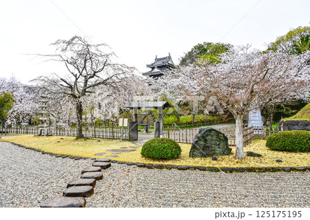 西尾市歴史公園（4月初旬） 125175195