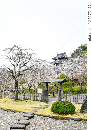西尾市歴史公園（4月初旬） 125175197