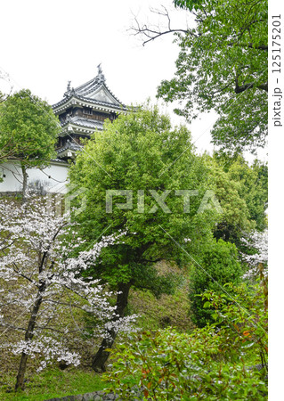 西尾市歴史公園(4月初旬) 本丸丑寅櫓(ほんまるうしとらやぐら) 西尾市歴史公園(4月初旬) 本丸丑寅櫓(ほんまるうしとらやぐら) 125175201