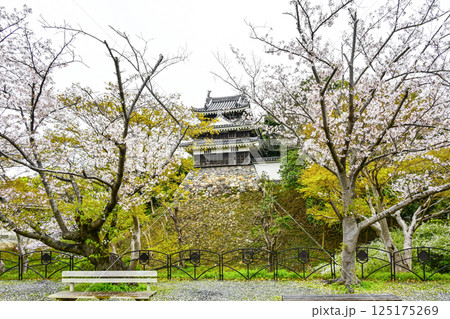 西尾市歴史公園（4月初旬）　本丸丑寅櫓（ほんまるうしとらやぐら） 125175269