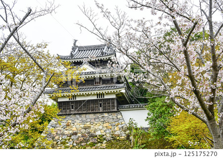 西尾市歴史公園（4月初旬）　本丸丑寅櫓（ほんまるうしとらやぐら） 125175270
