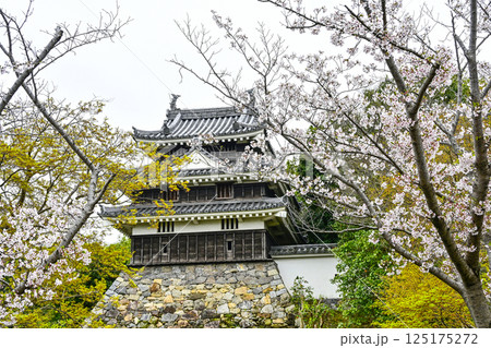 西尾市歴史公園(4月初旬) 本丸丑寅櫓(ほんまるうしとらやぐら) 西尾市歴史公園(4月初旬) 本丸丑寅櫓(ほんまるうしとらやぐら) 125175272