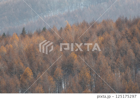 美しいカラマツの紅葉 美しいカラマツの紅葉 125175297