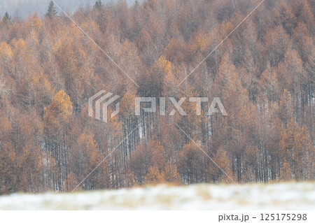 美しいカラマツの紅葉 125175298