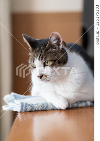 見つめる猫　キジトラ猫 125175303