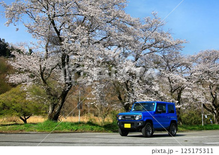 本格派4駆なのにキュートな外観… 『ジムニー』と満開の桜 125175311