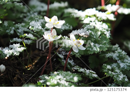 雪とバイカオウレンの花 雪とバイカオウレンの花 125175374