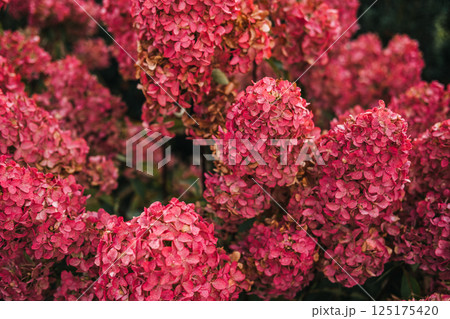 Hydrangea paniculata also known as panicled hydrangea peegee and grandiflora with pink flower clusters. Ornamental gardening biodiversity landscape design and summer bloom 125175420
