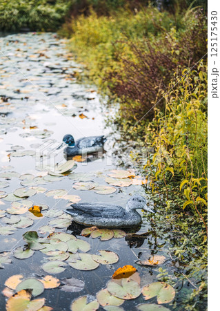 Two realistic duck decoys floating on a lily-covered pond near lush wetland vegetation. Wetland habitat design, wildlife conservation, pond landscaping, ecological gardening Two realistic duck decoys floating on a lily-covered pond near lush wetland vegetation. Wetland habitat design, wildlife conservation, pond landscaping, ecological gardening 125175430