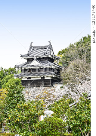 西尾市歴史公園（4月初旬）　本丸丑寅櫓（ほんまるうしとらやぐら） 125175440