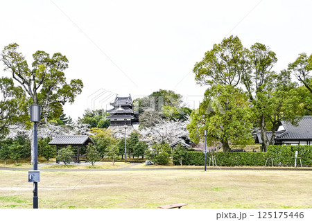 西尾市歴史公園（4月初旬） 125175446