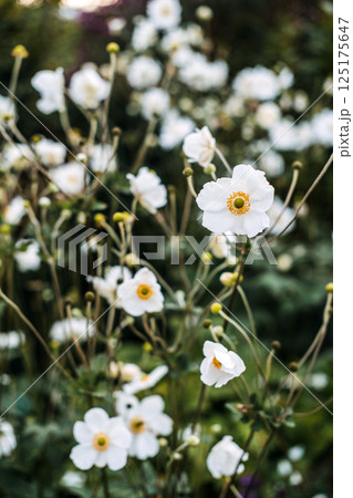 Anemonoides sylvestris also known as snowdrop anemone wood anemone and windflower with white blooms. Tied to woodland gardens spring flowers biodiversity and soft textures 125175647