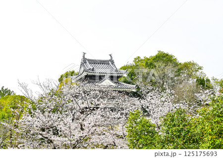 西尾市歴史公園(4月初旬) 本丸丑寅櫓(ほんまるうしとらやぐら) 西尾市歴史公園(4月初旬) 本丸丑寅櫓(ほんまるうしとらやぐら) 125175693