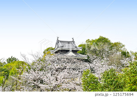 西尾市歴史公園(4月初旬) 本丸丑寅櫓(ほんまるうしとらやぐら) 西尾市歴史公園(4月初旬) 本丸丑寅櫓(ほんまるうしとらやぐら) 125175694