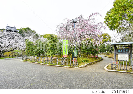 西尾市歴史公園(4月初旬) 本丸丑寅櫓(ほんまるうしとらやぐら) 西尾市歴史公園(4月初旬) 本丸丑寅櫓(ほんまるうしとらやぐら) 125175696