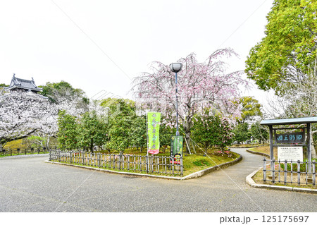 西尾市歴史公園(4月初旬) 本丸丑寅櫓(ほんまるうしとらやぐら) 西尾市歴史公園(4月初旬) 本丸丑寅櫓(ほんまるうしとらやぐら) 125175697