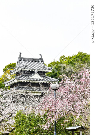 西尾市歴史公園(4月初旬) 本丸丑寅櫓(ほんまるうしとらやぐら) 西尾市歴史公園(4月初旬) 本丸丑寅櫓(ほんまるうしとらやぐら) 125175736