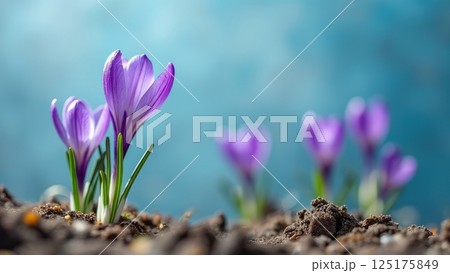 Purple crocus flowers in bloom with soil and pebbles. 125175849
