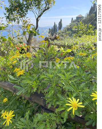 Spring yellow flowers, trees with green leaves near sea, Italy. Seasons and nature. Background for design.  125175906