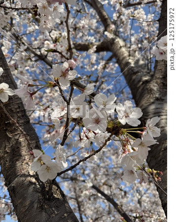 咲き始めた桜 125175972