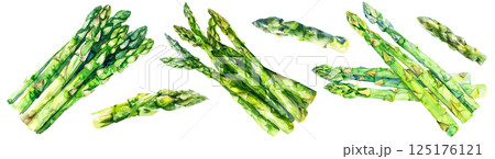 Set of fresh vegetable, green asparagus in watercolor style isolated on a transparent background. 125176121