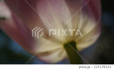 光に透けるチューリップの花弁の接写 125176323
