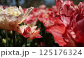 白と赤の八重咲チューリップの大群 125176324
