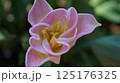 特徴的な花弁をもつピンクのチューリップ 125176325