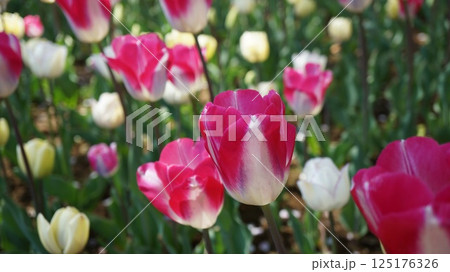 赤白の花弁のチューリップの花壇 125176326