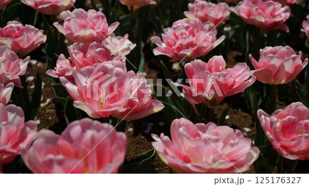 白とピンクの八重咲チューリップの花壇 125176327