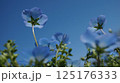 青空に向かって咲くネモフィラ 125176333