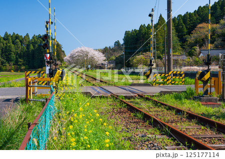 いすみ鉄道生島踏切　春のノスタルジーな風景 125177114