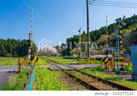 いすみ鉄道生島踏切　春のノスタルジーな風景 125177115