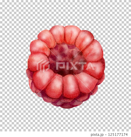 Raspberry ripe sloe fruit hand drawn in watercolor, forest berry dewberry mulberry cloudberry loganberry boysenberry. Botanical isolated illustration. Dessert menu, farmers market, gardening calendar 125177174