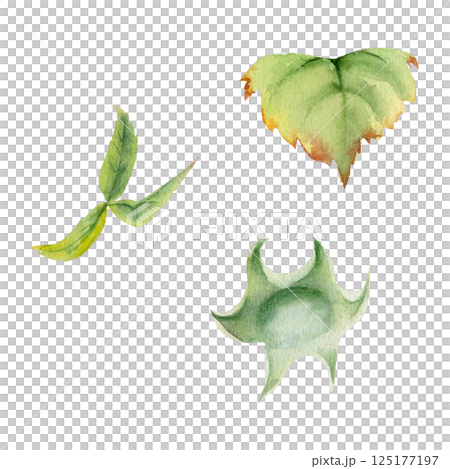 Raspberry fruit receptacle in water dew drops, seed pod torus cluster petals leaves on stem, hand drawn in watercolor, garden dewberry mulberry cloudberry. Botanical isolated element illustration set 125177197