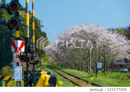生島踏切　桜街道　いすみ鉄道　春のいすみ市 125177204