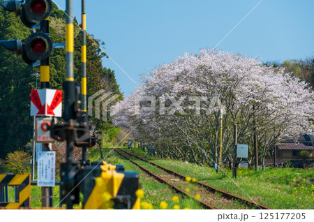 生島踏切　桜街道　いすみ鉄道　春のいすみ市 125177205