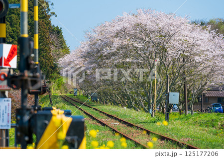 生島踏切　桜街道　いすみ鉄道　春のいすみ市 125177206
