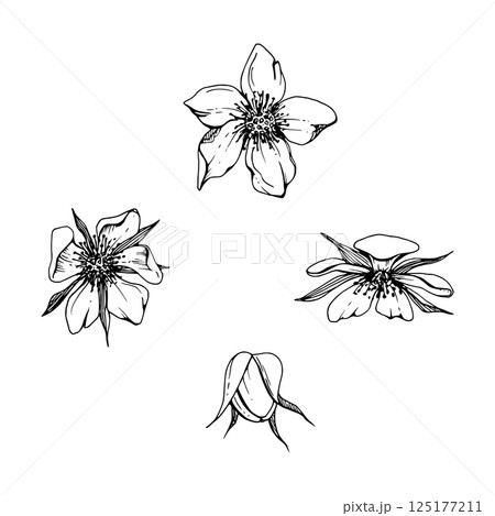 Early spring flower buds, cherry sakura apple blossom, hand drawn in vector ink anemone primrose daisy, tree bush berry plant. Single object isolated illustration. Wedding florist shop, scrapbooking. 125177211