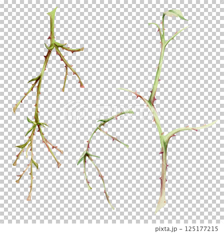 Tree, berry or bush branch twig. Spiked thorny plant hand drawn in watercolor, no leaves early spring, late autumn or winter, smooth bark buds stalks. Botanical isolated illustration. Wedding, florist Tree, berry or bush branch twig. Spiked thorny plant hand drawn in watercolor, no leaves early spring, late autumn or winter, smooth bark buds stalks. Botanical isolated illustration. Wedding, florist 125177215