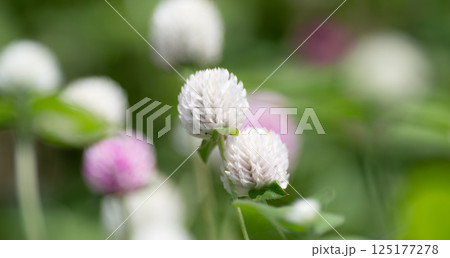 ピンクと白の可愛い花　千日紅 125177278