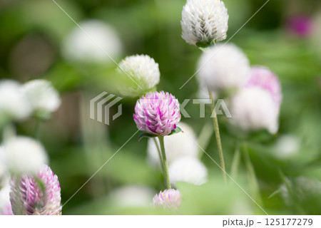 ピンクと白の可愛い花 千日紅 ピンクと白の可愛い花 千日紅 125177279