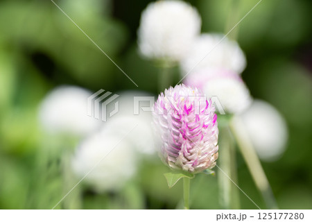 ピンクと白の可愛い花　千日紅 125177280