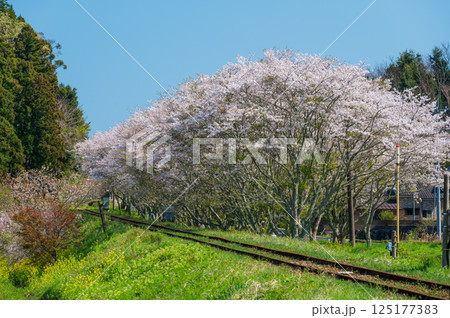 新田野桜街道　いすみ鉄道の春 125177383