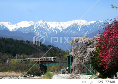 日本アルプスを背景に走る313系1700番台　花咲く春の飯田線 125177486