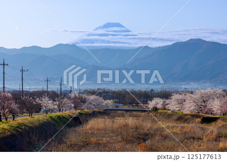 山梨県南アルプス市曲輪田　朝の大和川沿いのベニシダレザクラなどの桜並木と背景の冠雪した富士山 125177613